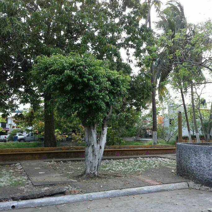 ambiente 100% natural