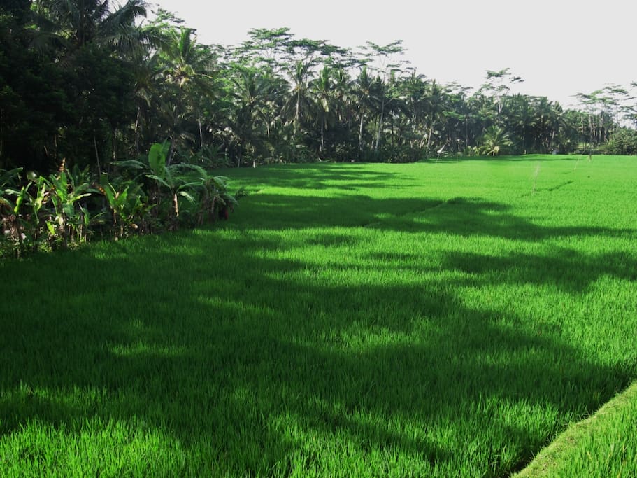 Rice field
