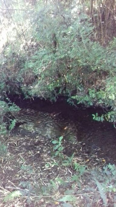 Pequeño estero en la propiedad