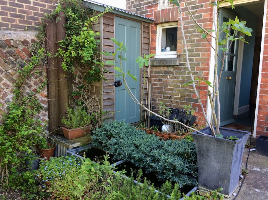 The rear garden