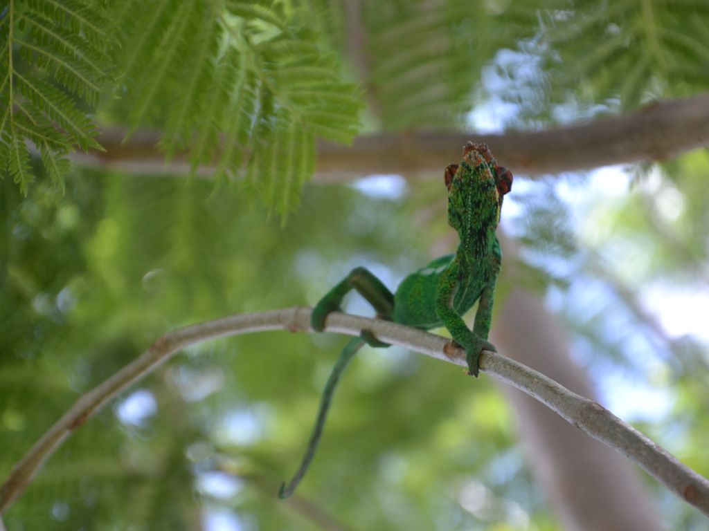 A vibrant green lizard is perched on a slender branch, surrounded by lush green leaves. The lizard's textured skin and distinctive coloration are visible, blending harmoniously with its leafy environment. Sunlight filters through the foliage, creating dappled light patterns around the scene.