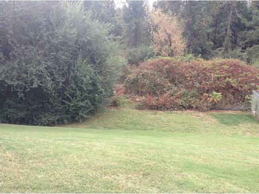 Back yard