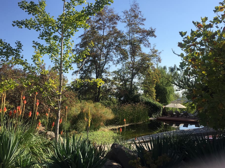Pond and deck at the house entrance