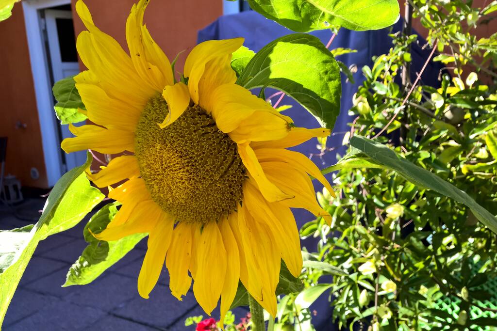 Die Sonnenblume vom Sonnenblumenhaus