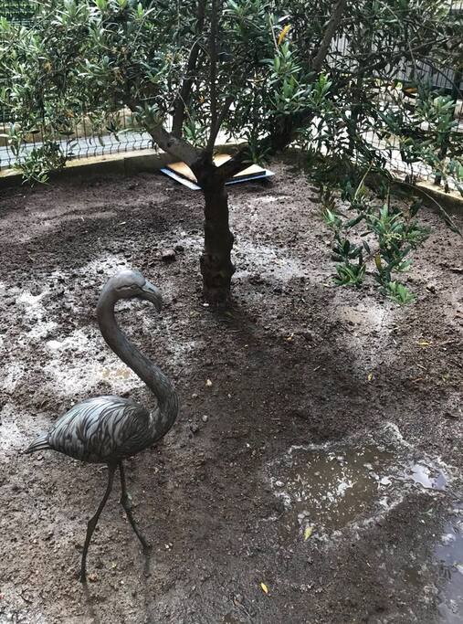 Giardino