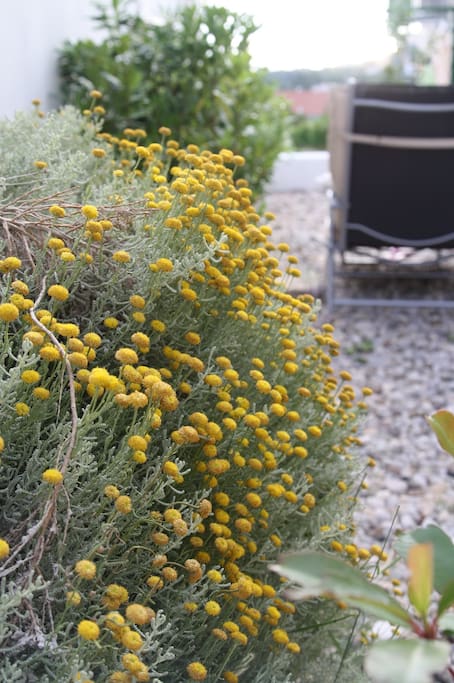 Aromatic garden