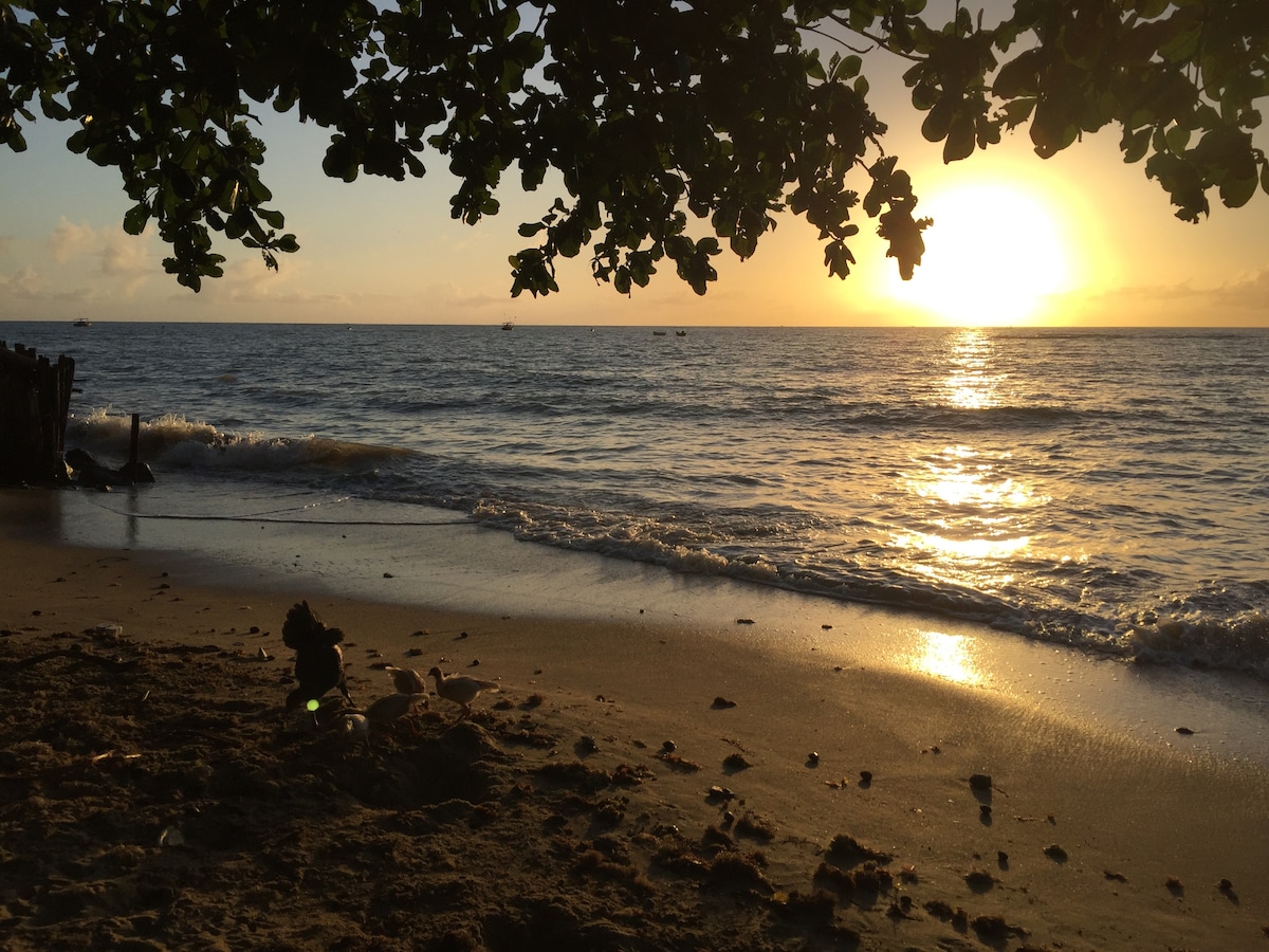A serene beach scene captures the sun setting on the horizon, casting a warm golden light over the gently lapping waves. Silhouettes of leaves frame the image from above, while the sandy shore is visible, leading to the water's edge.