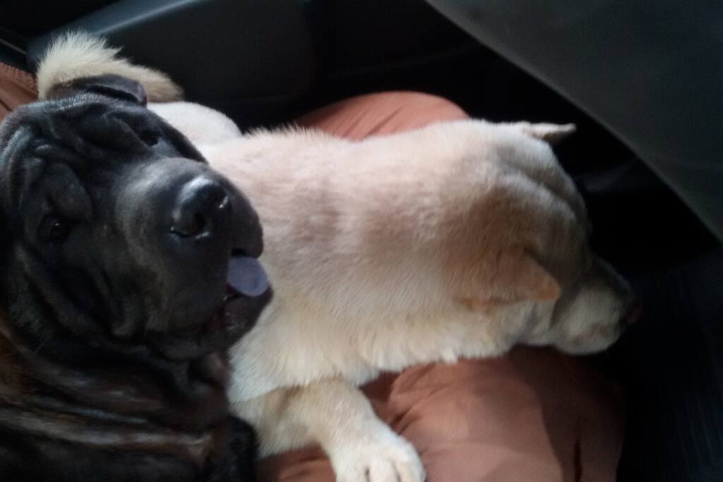 Animais de estimação
