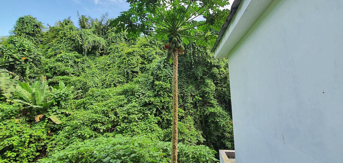 A tall papaya tree stands against a backdrop of lush greenery, showcasing a vibrant array of tropical foliage. The tree's trunk rises prominently, with ripe papayas visible among the leaves. The surrounding rich vegetation contributes to a tranquil and natural atmosphere.