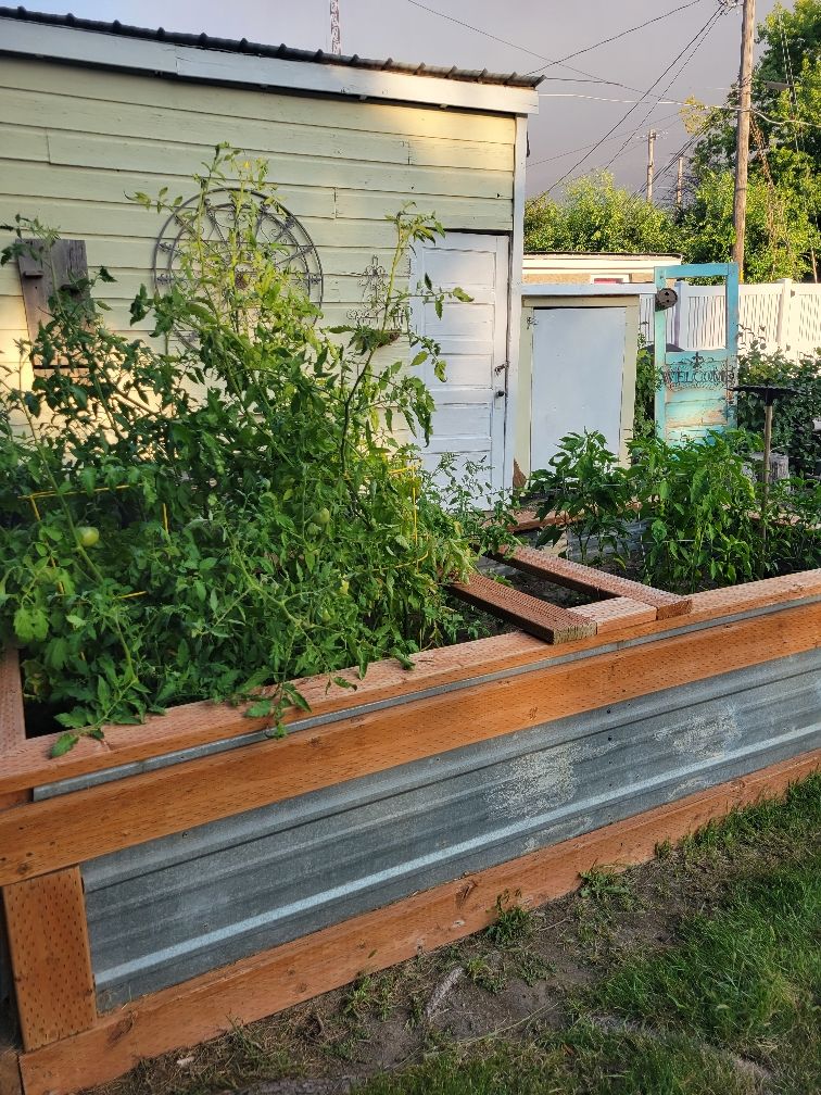 A raised garden bed constructed from wood and metal holds a variety of green plants. The garden is situated against a backdrop of a building with a porch, and the area shows signs of active gardening. Natural growth is clearly visible, indicating a thriving outdoor space.
