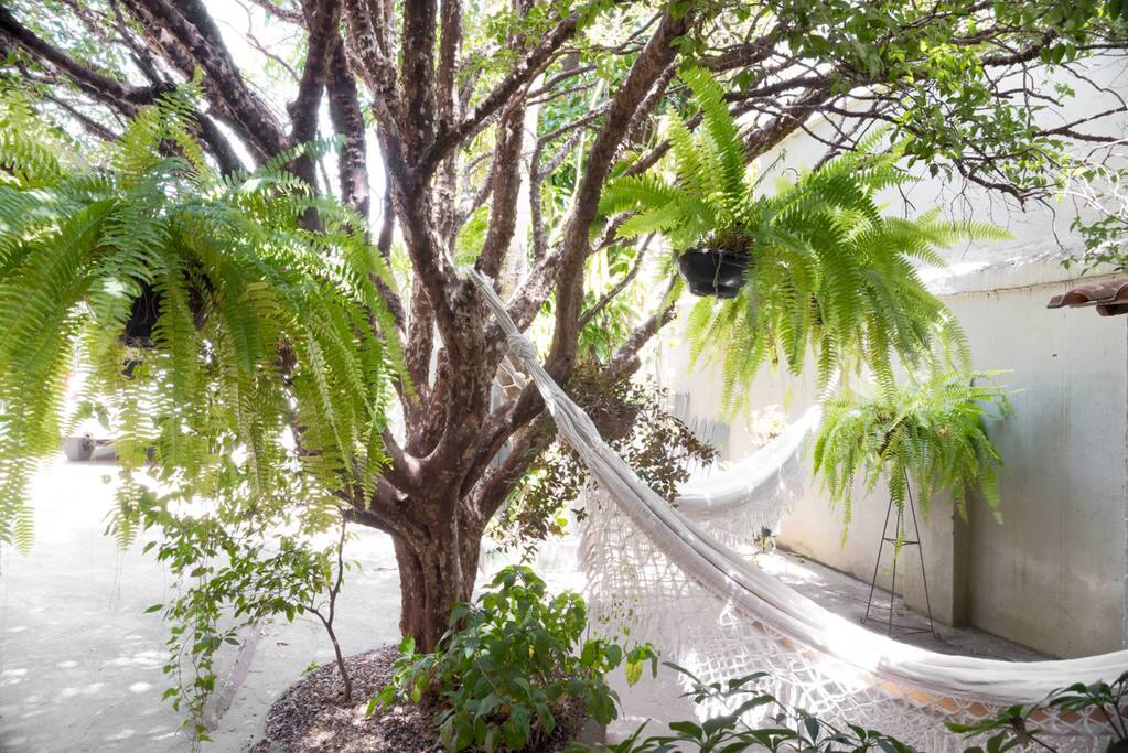 Quintal com árvore frutiferas
