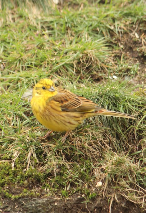 Yellowhammer