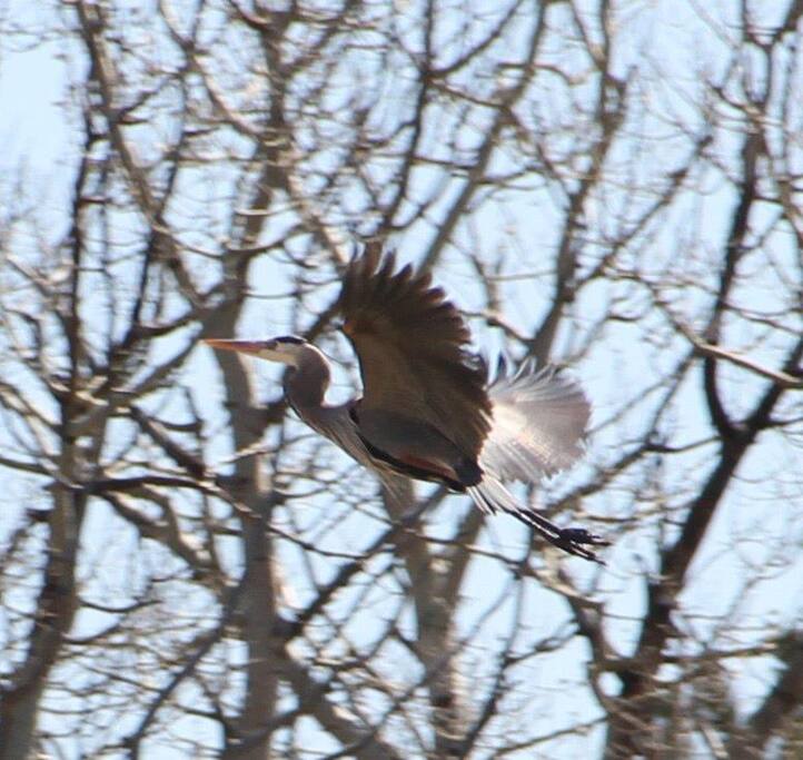 An early spring appearance of a rare bird.