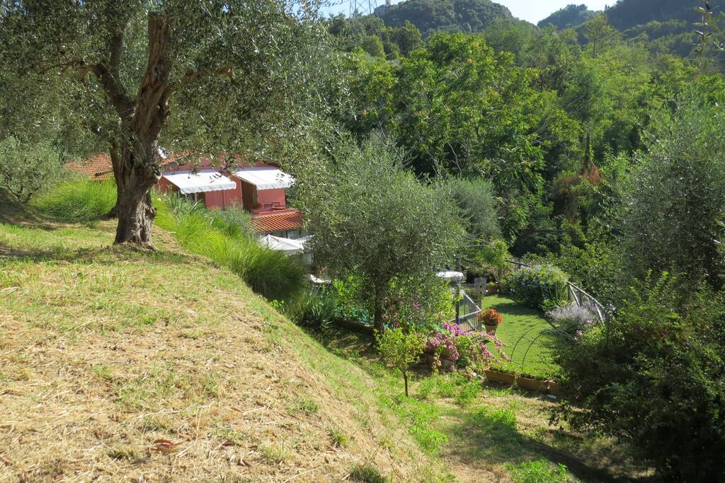 View from the olive grove