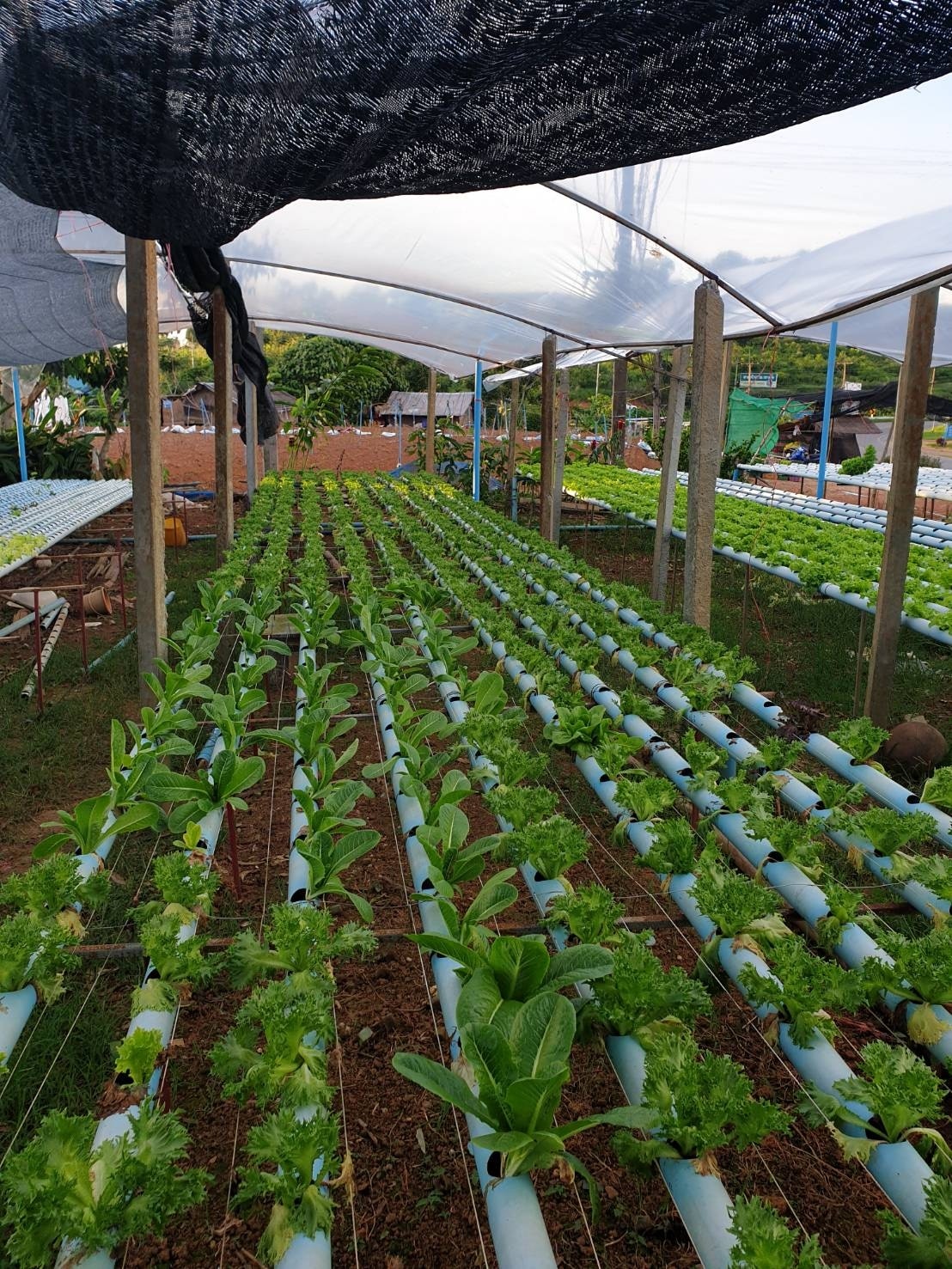 A hydroponic garden is displayed under a covered structure, with rows of leafy greens emerging from white tubes. The vibrant greenery showcases various types of lettuce and other vegetables, thriving in sunlight filtered through the protective shade. Background elements of the garden are visible, suggesting a well-maintained outdoor space.