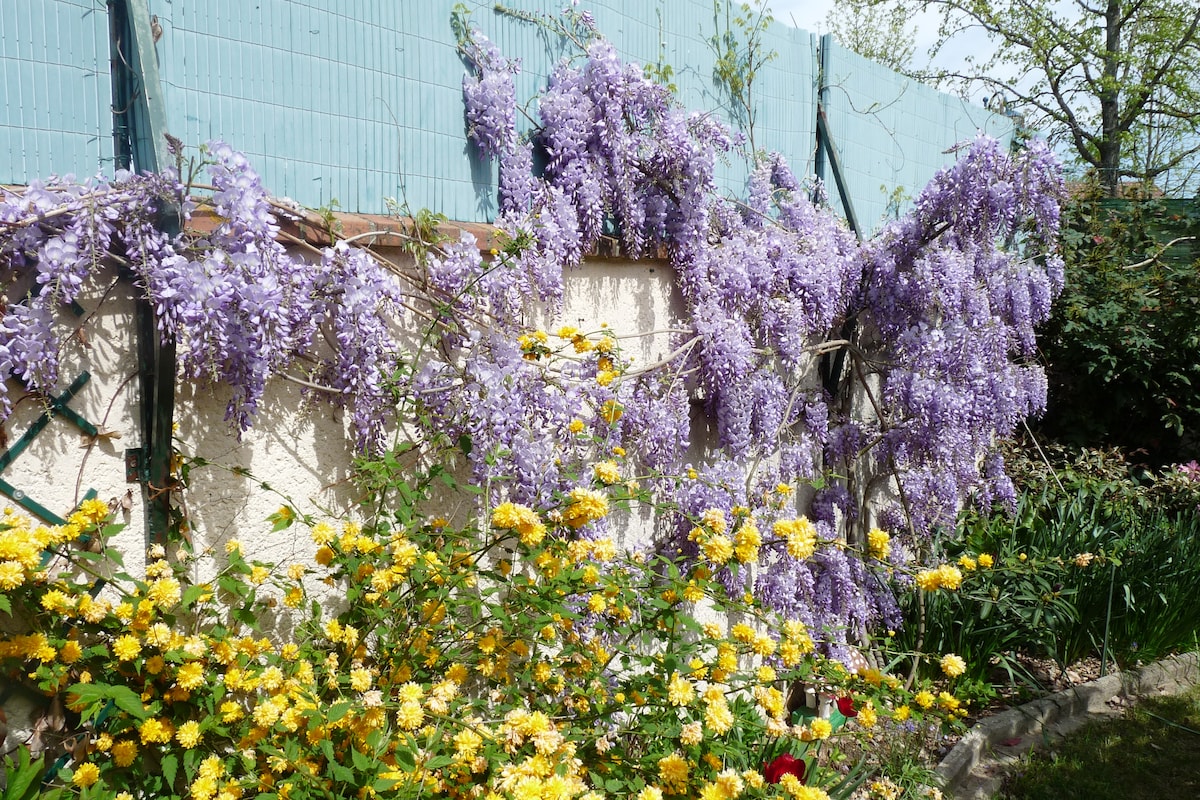 A vibrant garden scene is depicted, featuring cascading clusters of purple wisteria on a wall alongside bright yellow flowers. Lush greenery surrounds the area, creating a lively outdoor space that emphasizes the beauty of blooming plants.