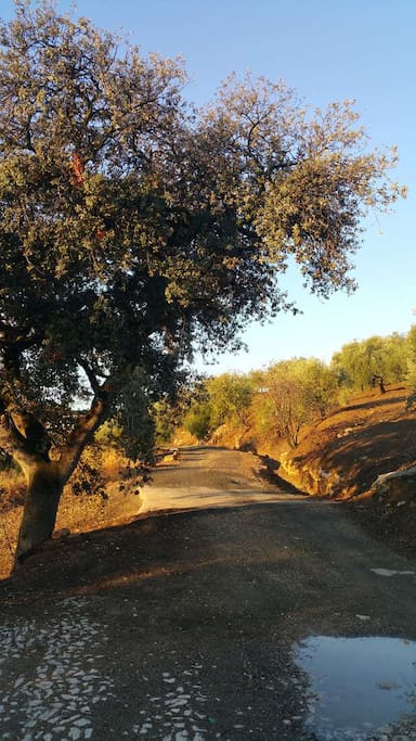 chemin d'accès au cortijo