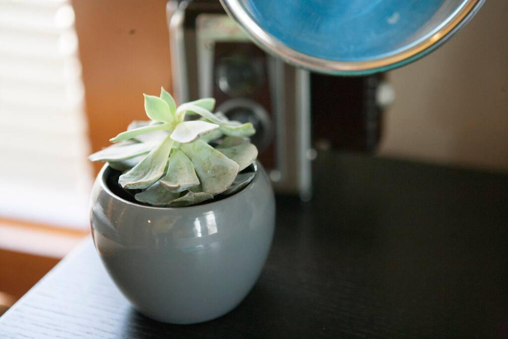 A little plant buddy to keep you company during your stay.