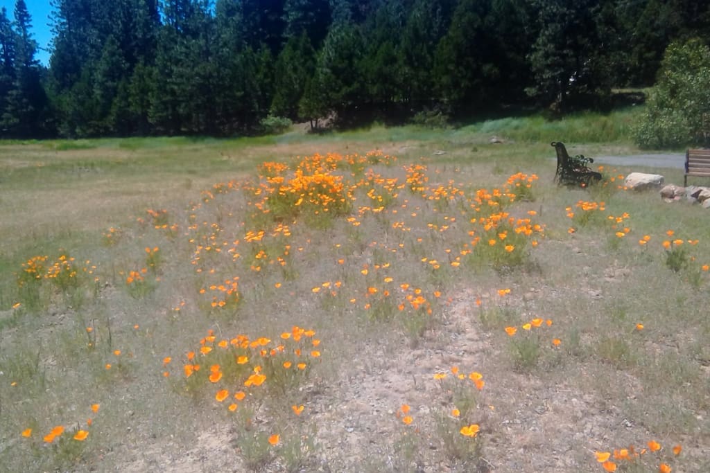 The meadow