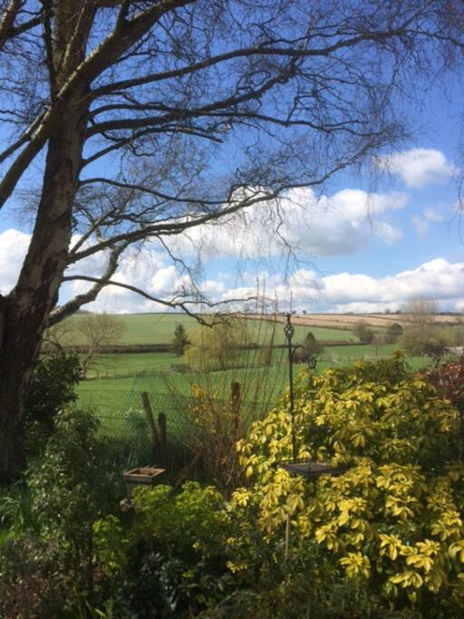 View from back garden