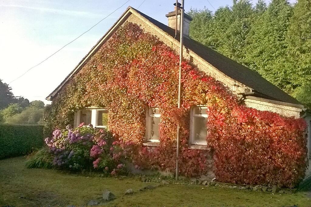 Autumn Creeper