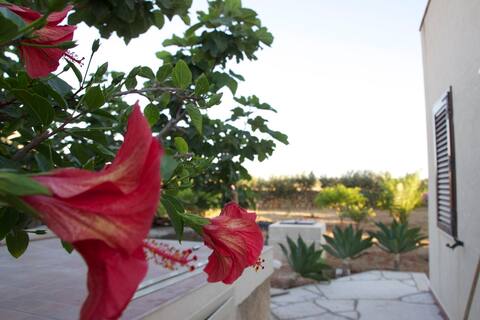 Favignana | Rose Marine Casa Vacanza | Arancio
