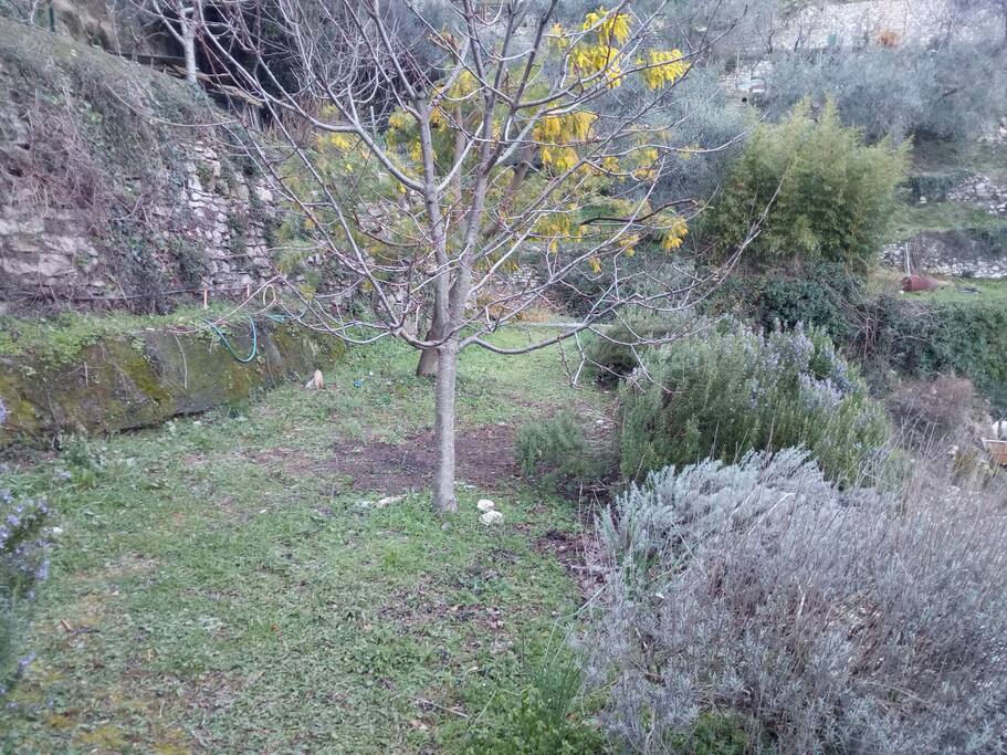 Parte del giardino