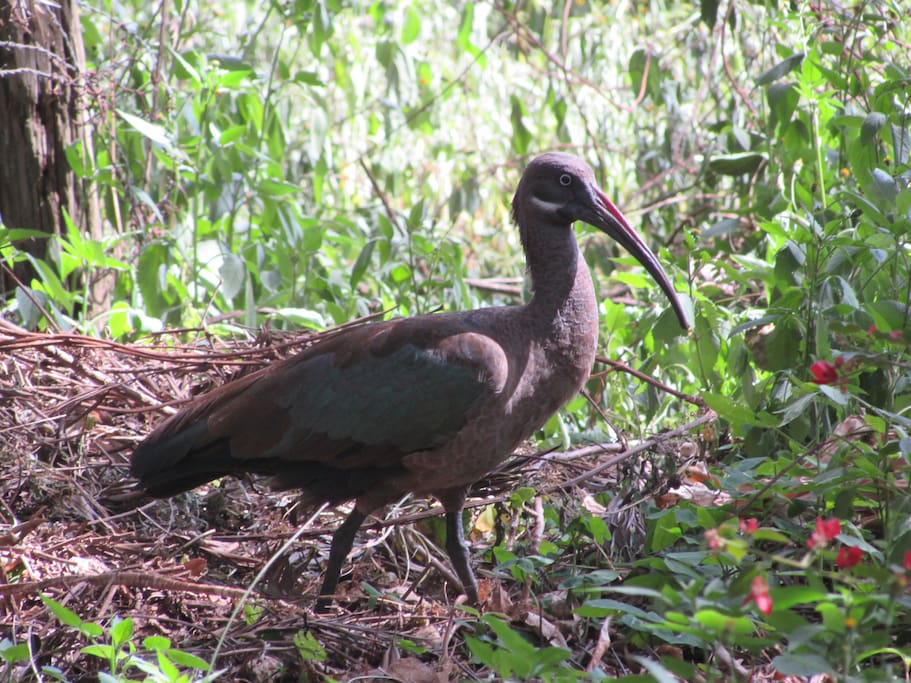 Bird life in our garden - An Ibis