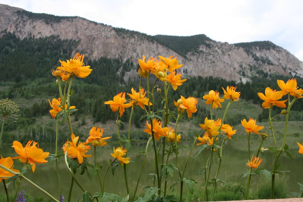 The Wildflower Capital of Colorado in July!