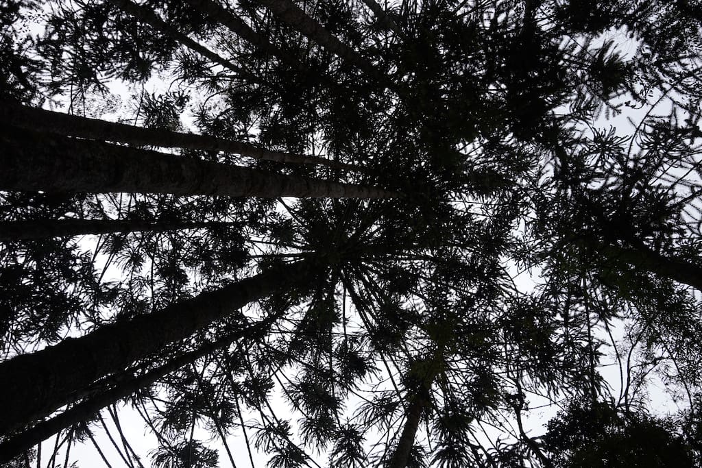 As araucárias que só crescem nesta parte do mundo