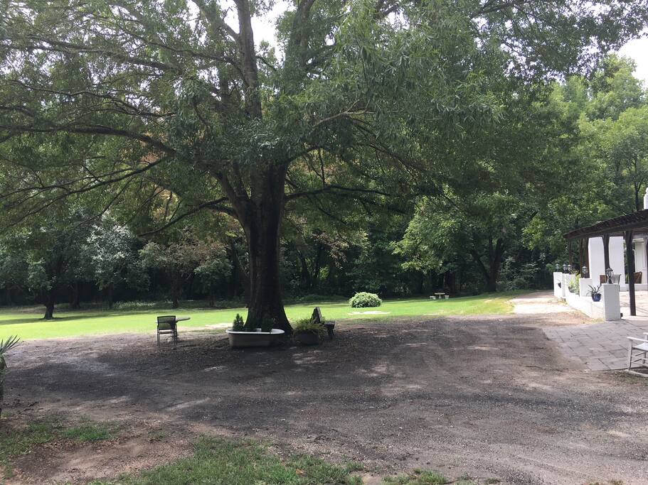 Back yard tree and gravel parking directly behind house