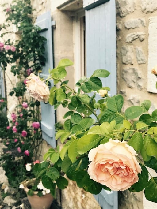 Early summer roses