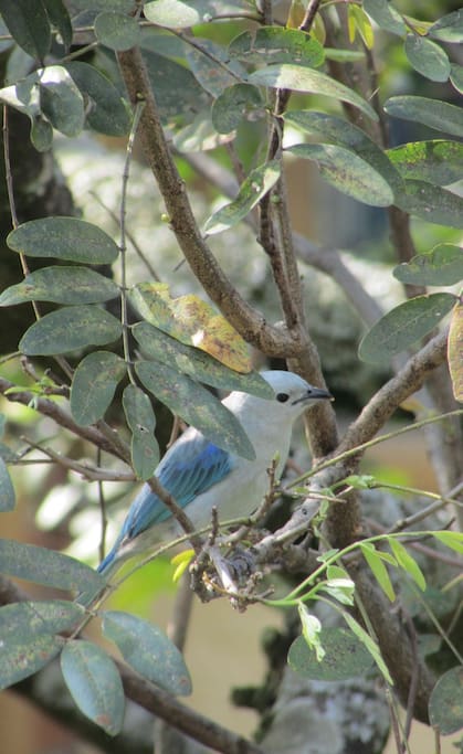 The "Blue- gray tanager" in the trees in front of the balcony