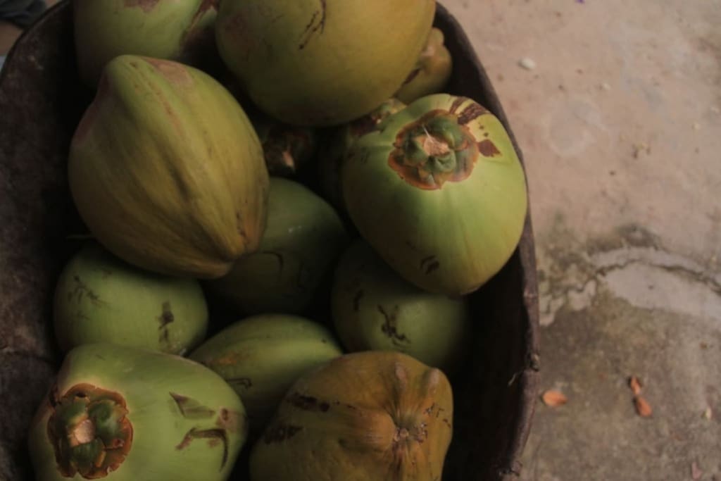 Fresh coco's!!!! Right from the yard. "Neighbor provides and cuts large coconuts right off the tree for great price. " - Jordan