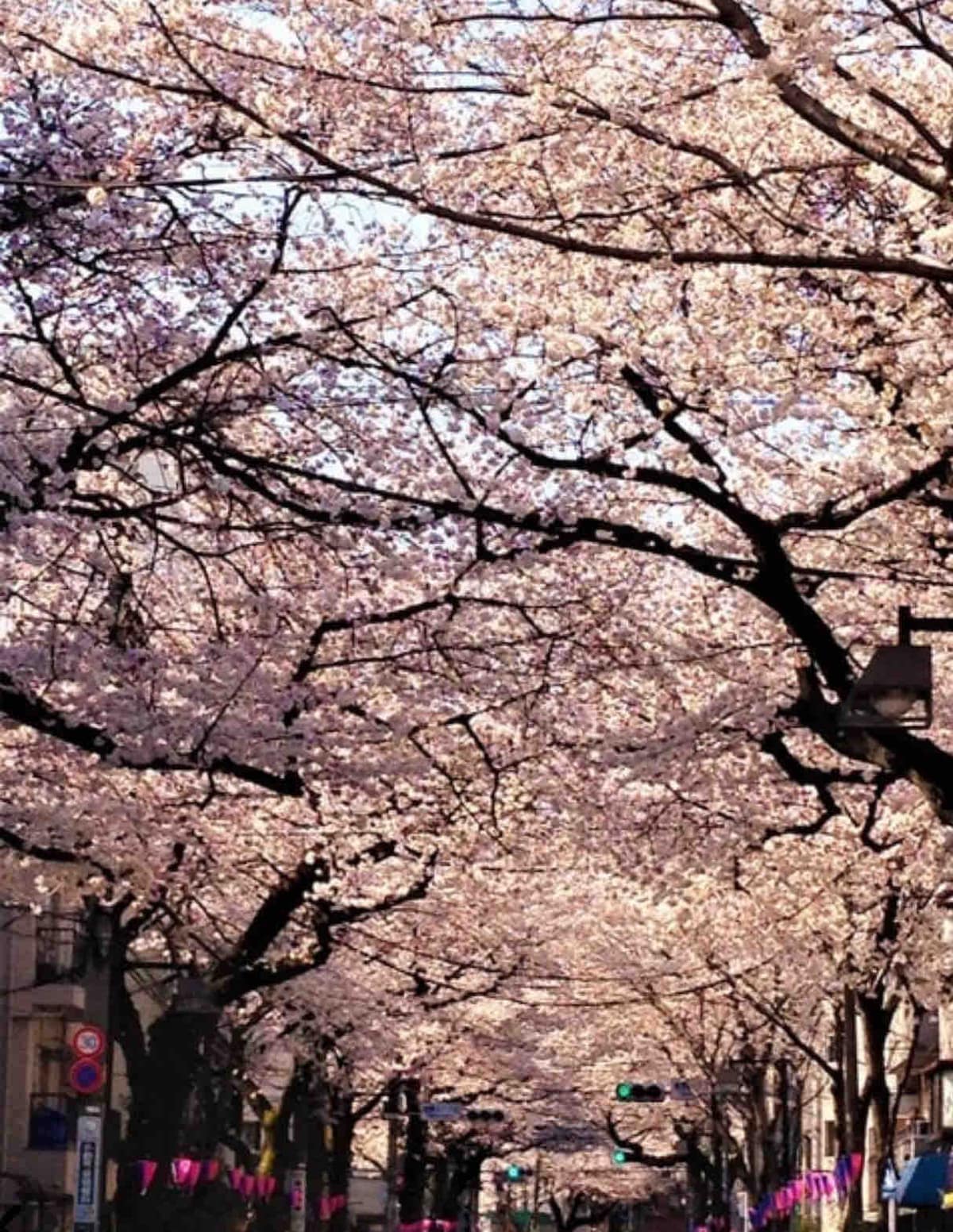 Cherry blossom trees line a picturesque street, their branches adorned with clusters of pink blossoms. The scene is framed by a clear sky, creating a serene atmosphere. Subtle hints of local decorations can be seen, enhancing the seasonal charm of the area.