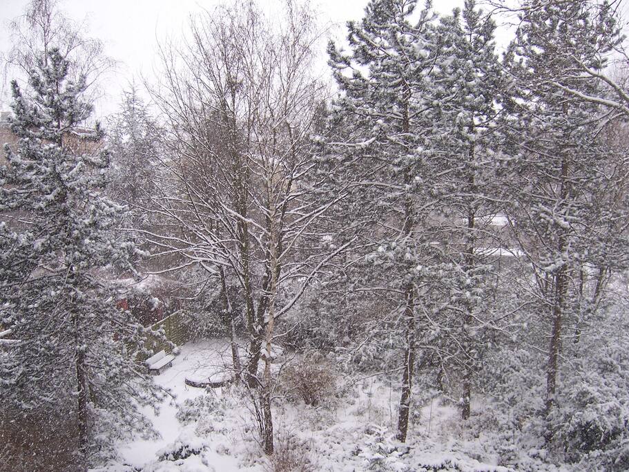 Snowy view from the balcony - a bit of wildlife in the middle of Berlin
