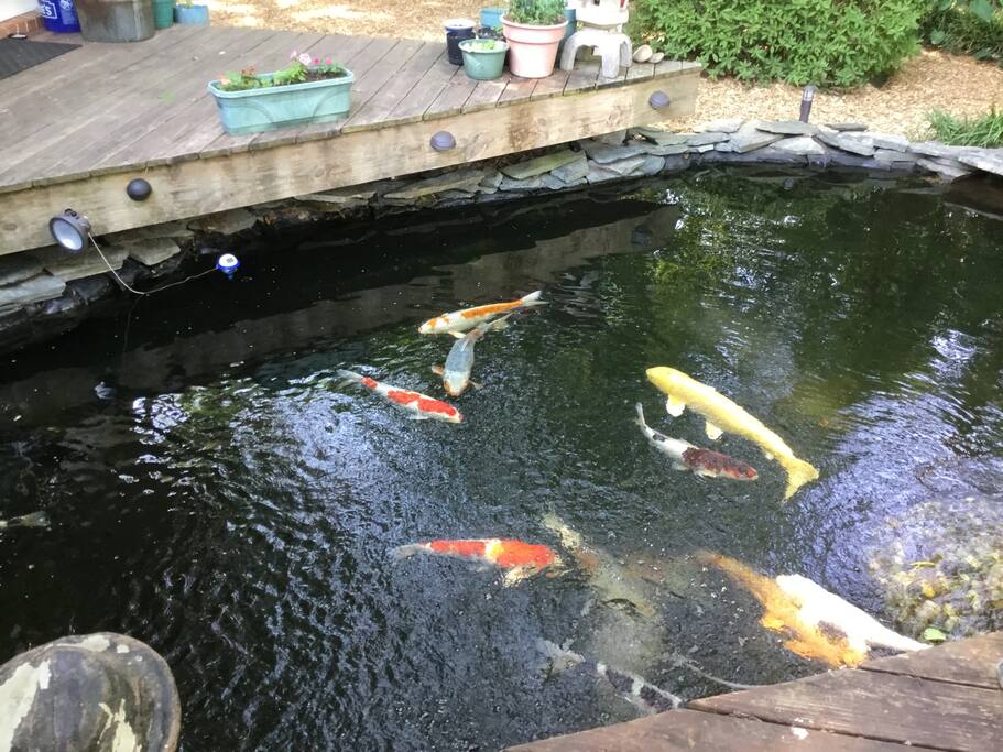 Koi pond backyard