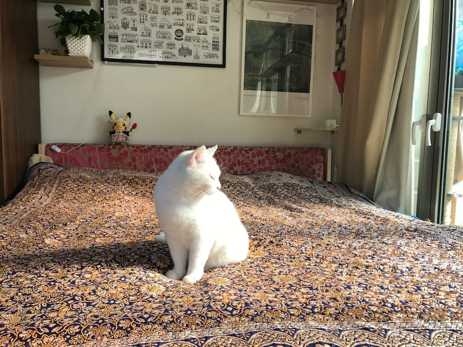 房间里有猫,有时候会在您床上睡;cats in home, sometimes sleep in your bed.