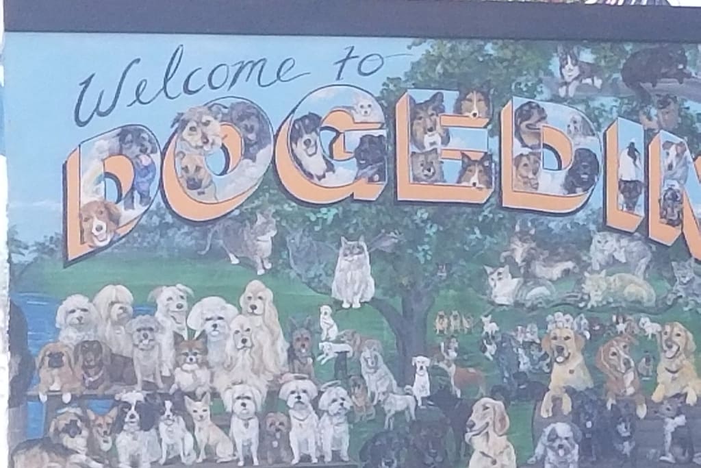Delightfully dog friendly Dunedin, FL