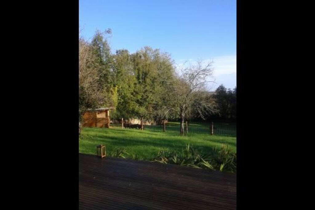 Grand jardin avec petits moutons noirs pour tondre la pelouse !