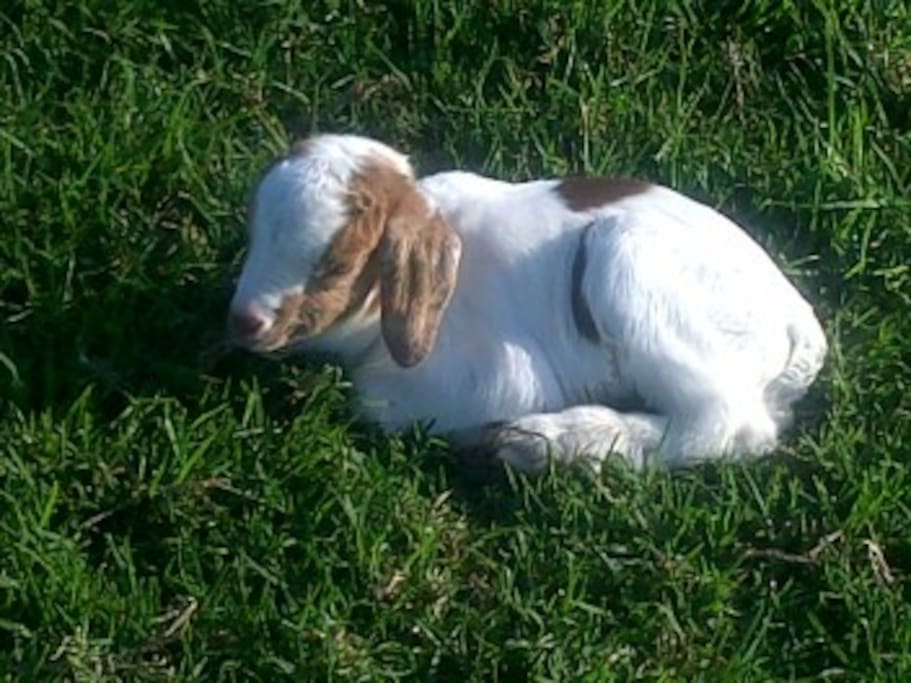 Baby Goat