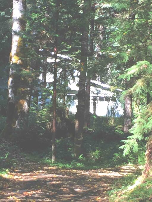 Nestled in the forest
