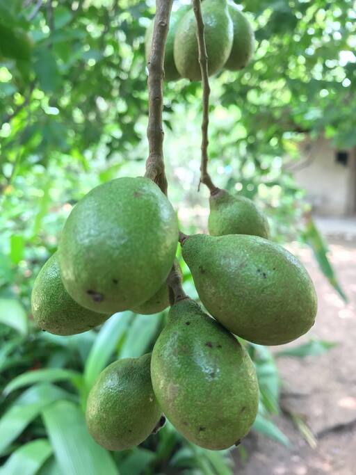 Avocados galore in our garden