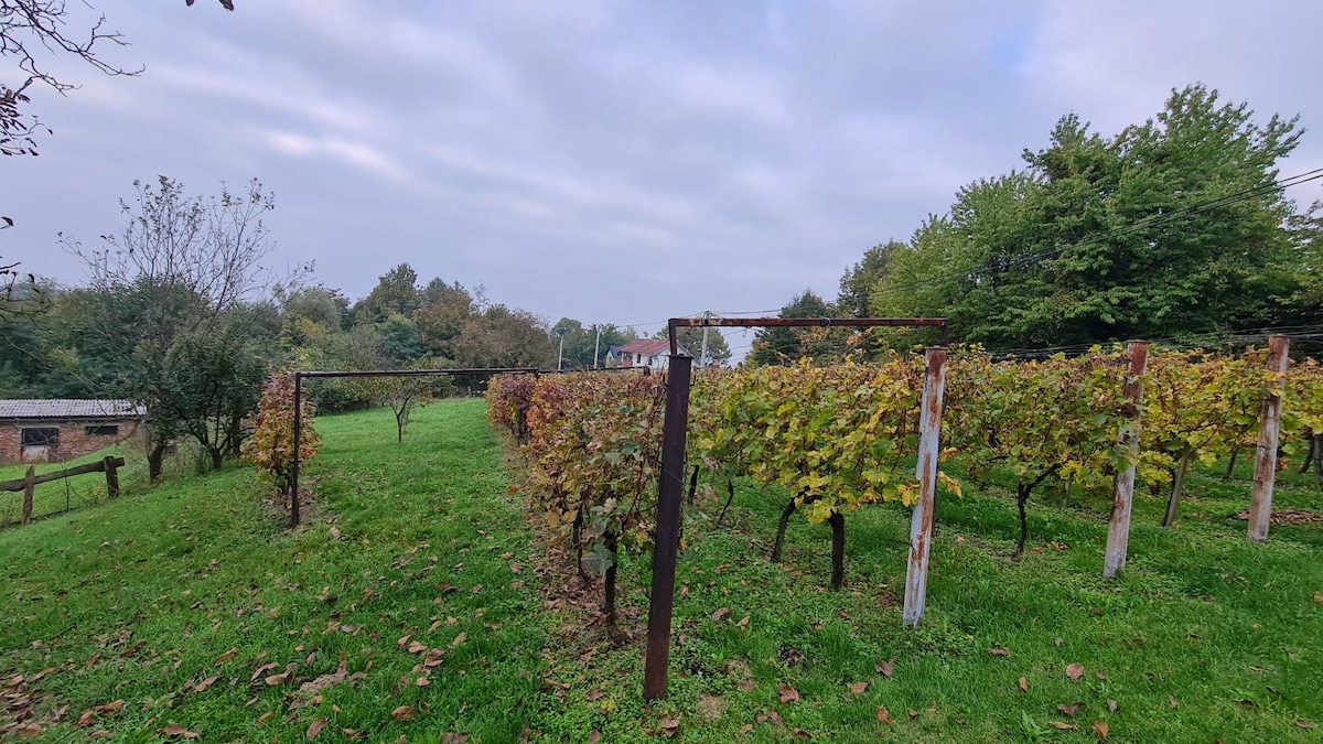 Rows of grapevines flourish in a lush green field, bordered by trees and a gentle slope. The landscape is dotted with remnants of rustic farm structures in the background, providing a serene and tranquil atmosphere.