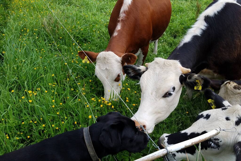 Mo & the cows