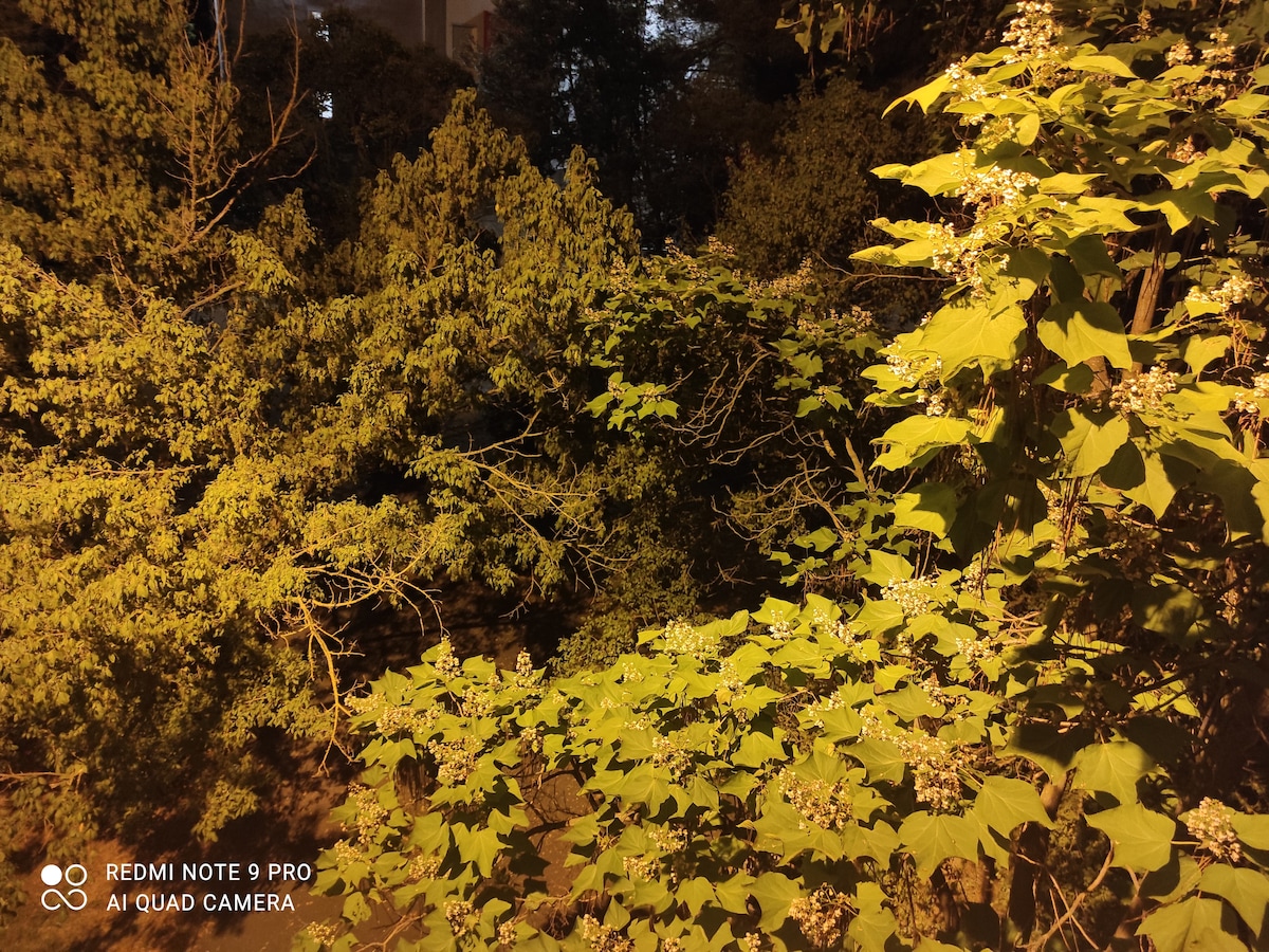 Lush greenery is illuminated under a soft glow, showcasing a dense cluster of leaves and branches. The image captures various shades of green, with delicate flowers peeking through the foliage, creating a serene and inviting natural environment.