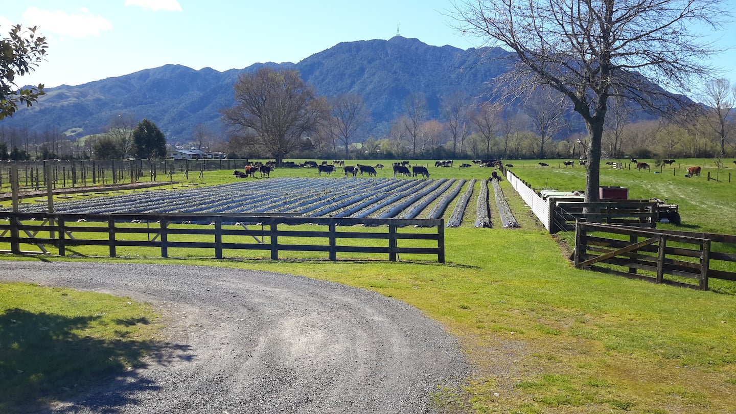 The Cavern - Under The Majestic Mount Te Aroha 2