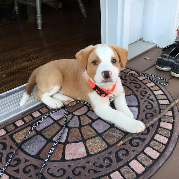 Our puppy Bodhi at 7 weeks old. He's now 15 weeks as of April 2016 and about twice this size!