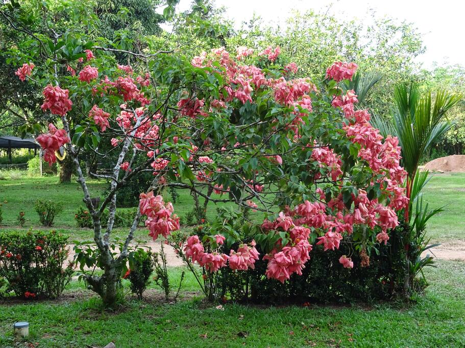 Jardin de la casa