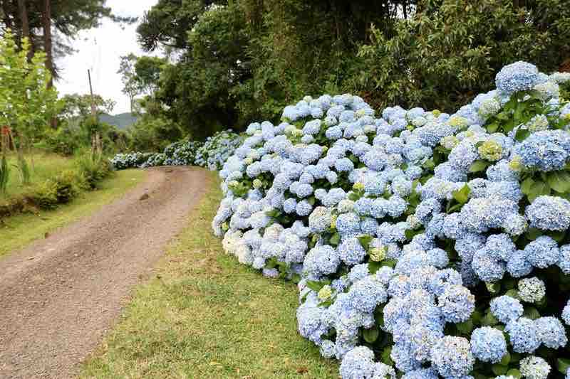 A gravel path winds through a lush area, bordered by clusters of blue hydrangeas. The flowers display various shades of blue and white, creating a vibrant contrast with the surrounding greenery and the earthy tones of the path.